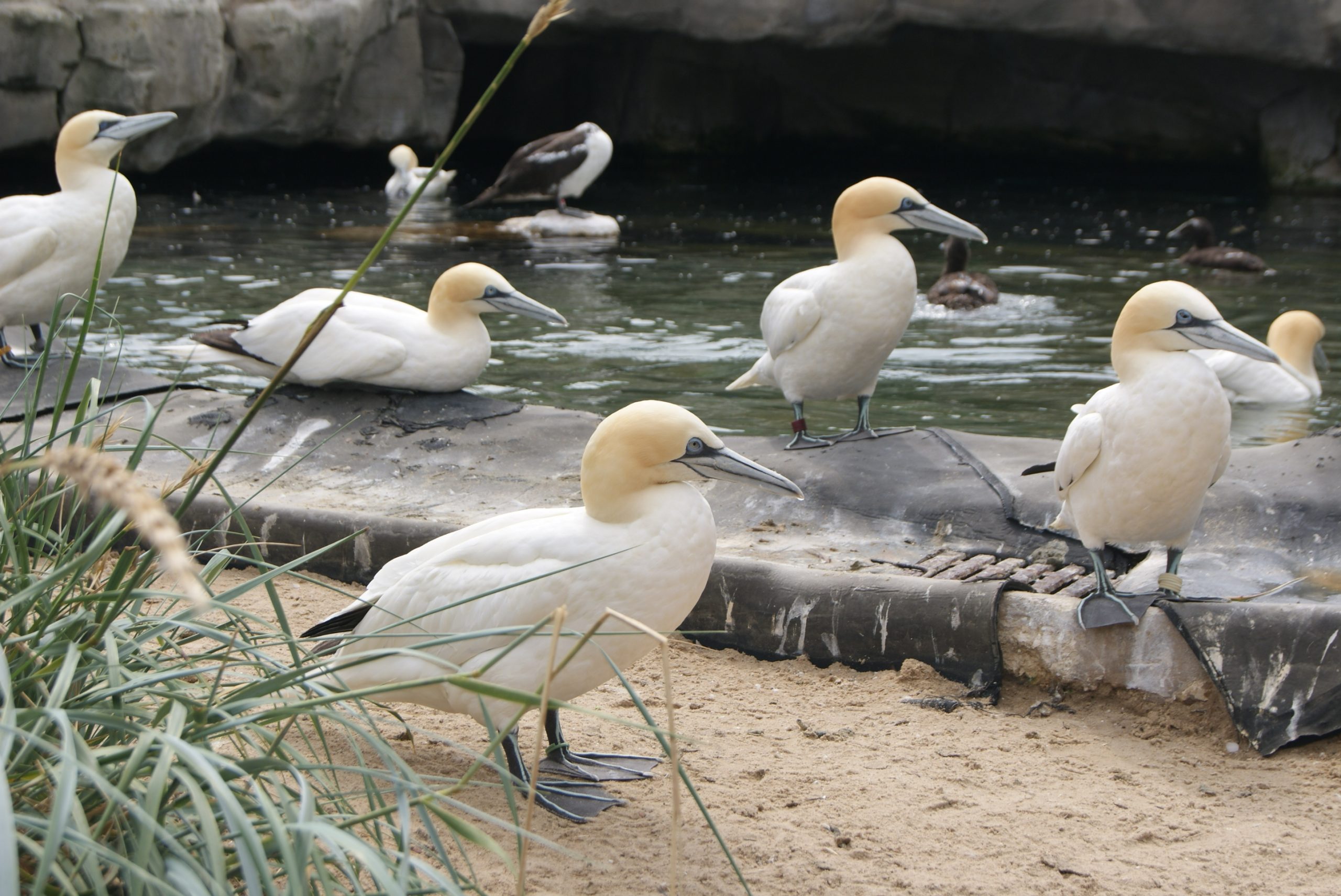 Vögel im Zoo Bremerhaven